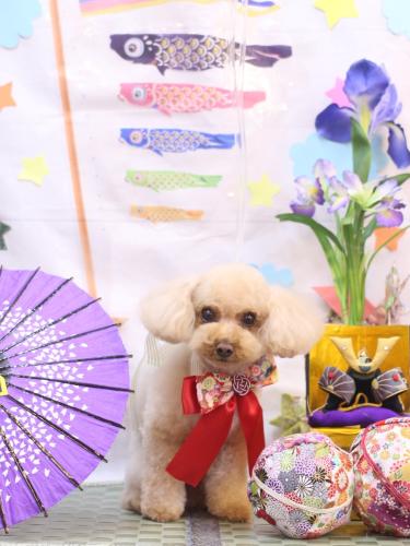 20240508こむぎちゃん